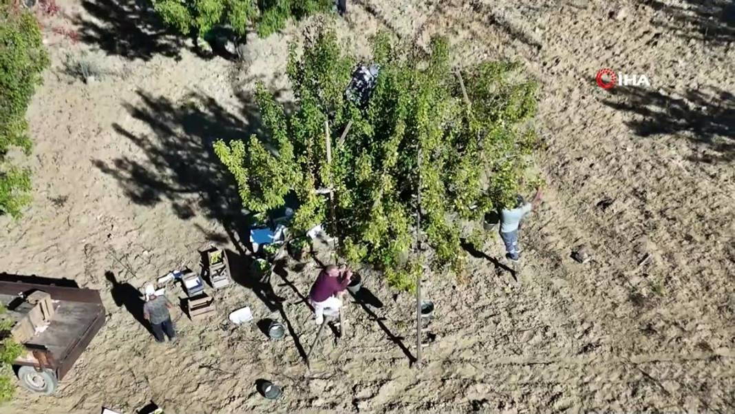 Aylarca depolarda bekletildi: Şimdi tezgahları süsleyecek! Ankara armudunun ilginç yolculuğu şaşırttı 11